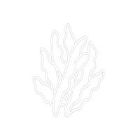 alga wakame